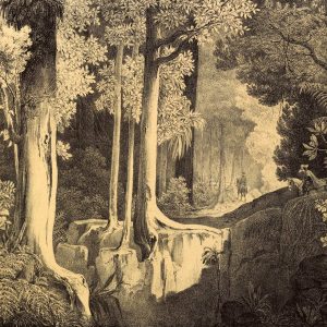 Duvar Kağıdı Ağaç ve At Çizimi C1059