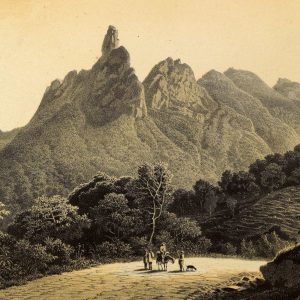 Duvar Kağıdı Doğa Çizimi C1062