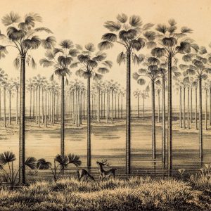 Duvar Kağıdı Doğa Çizimi C1064