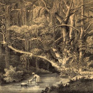 Duvar Kağıdı Doğa Çizimi C1066