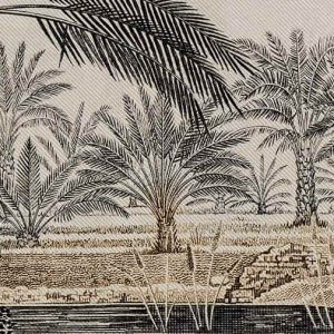 Duvar Kağıdı Medjool Palmiye Ağaçları Arabistan C1088