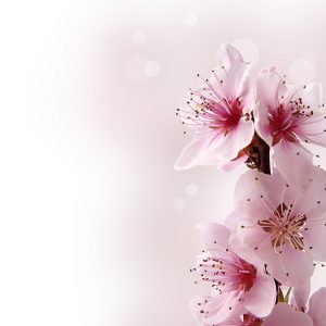 Kiraz Çiçeği Duvar Kağıdı P0041