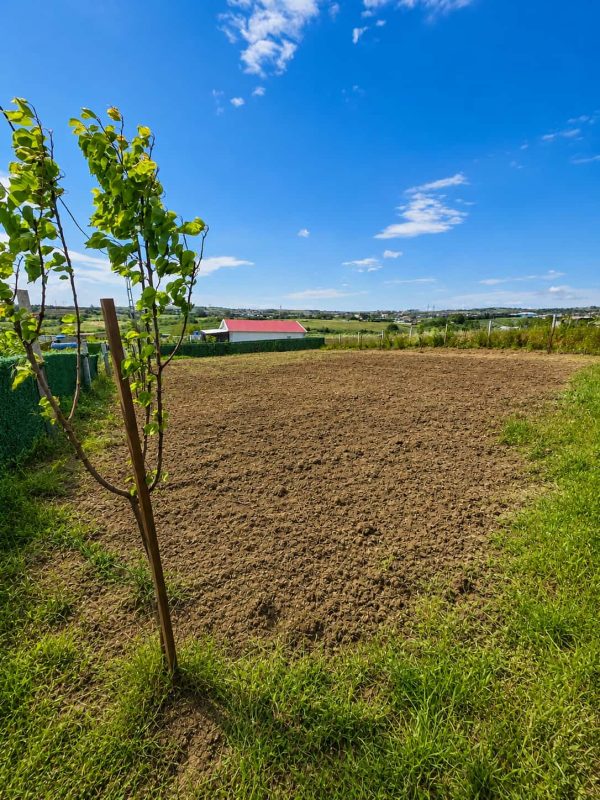 İmar Planının Dibinde 850 m² Satılık Hisseli Tarla