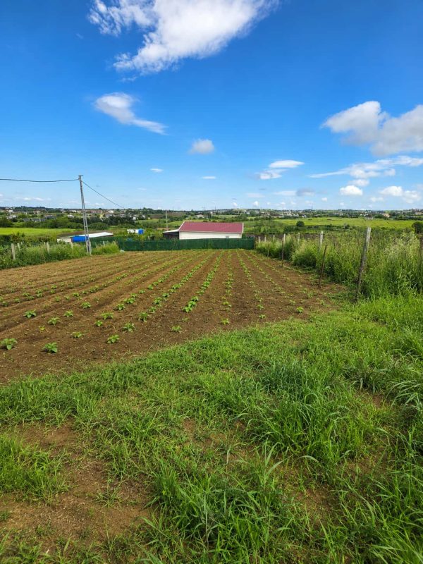 İmar Planının Dibinde 850 m² Satılık Hisseli Tarla