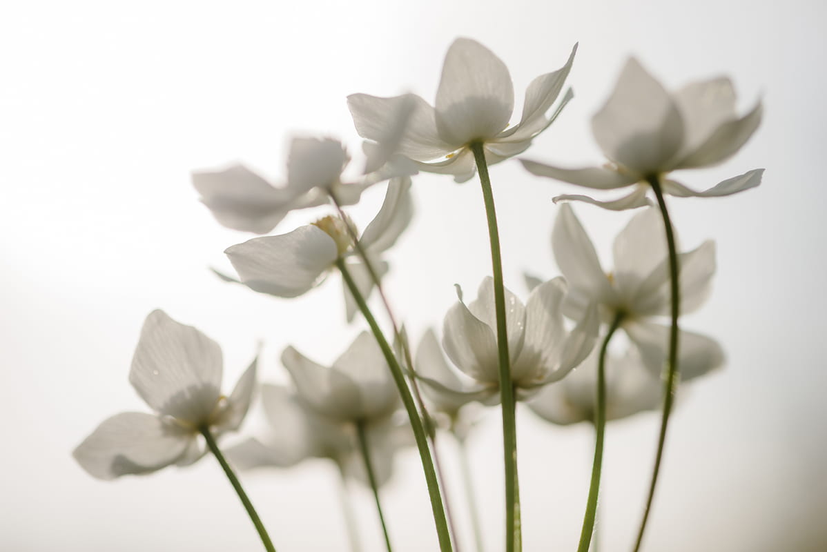 Açık krem ve ekru zemin üzerine ışığı geçiren zarif katmanlı beyaz çiçek yaprakları ve yeşil sap detaylarıyla tasarlanan minimalist floral duvar kağıdı deseni; yatak odası, mutfak, banyo, antre, otel ve ticari projeler için özel ölçü üretilen tekstürlü dekoratif duvar kaplaması.