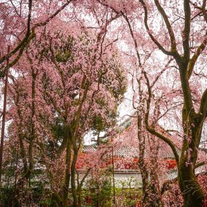 Sık dalları ve yoğun toz pembe çiçekleriyle gökyüzünü kaplayan sakura ağaçlarını ve arkasındaki geleneksel Japon/Çin mimarisini gösteren yüksek çözünürlüklü doğa duvar kağıdı görseli.