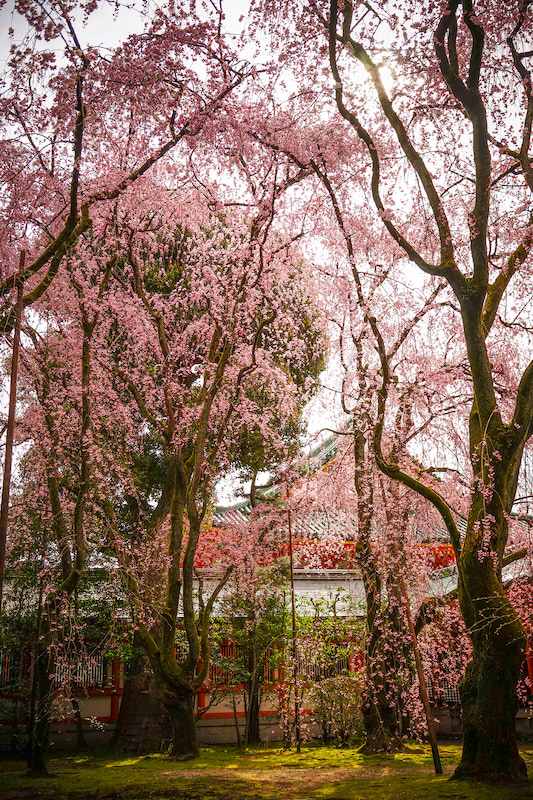 Sık dalları ve yoğun toz pembe çiçekleriyle gökyüzünü kaplayan sakura ağaçlarını ve arkasındaki geleneksel Japon/Çin mimarisini gösteren yüksek çözünürlüklü doğa duvar kağıdı görseli.