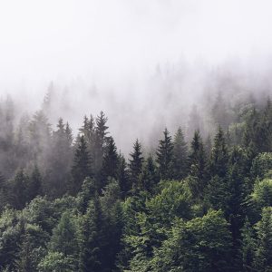 Ağaçların arasından süzülen sis küreleri altında yükselen sık yeşil çam ormanını ve gizemli dağ atmosferini gösteren yüksek çözünürlüklü doğa duvar kağıdı görseli.