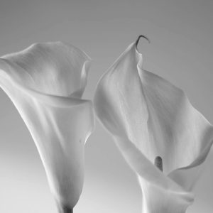 Açık gri zemin üzerine makro beyaz kala (calla lily) zambak detaylarıyla tasarlanan modern botanik duvar kağıdı deseni; salon, yatak odası, restoran, otel ve ticari projeler için özel ölçü üretilen tekstürlü dekoratif duvar kaplaması.