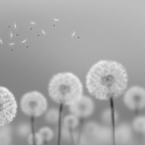 Soft gri ve bej geçişli zemin üzerine rüzgarda uçuşan tohumlarıyla beyaz karahindiba (karahindiba/dandelion) motiflerini gösteren yüksek çözünürlüklü minimalist desenli duvar kağıdı görseli.