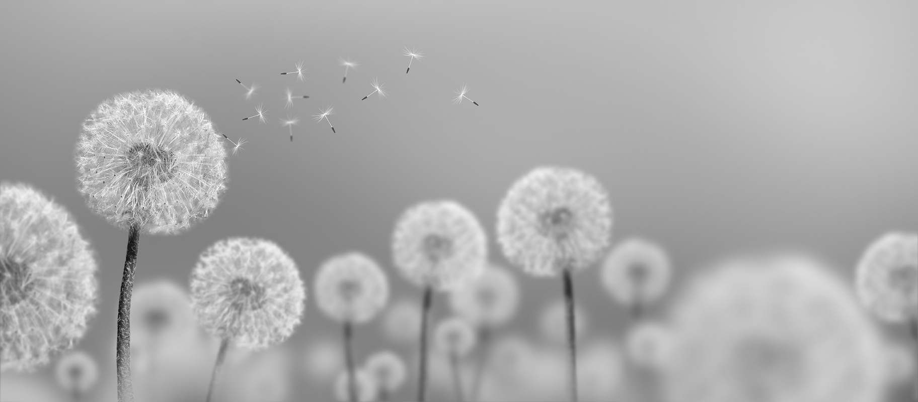 Soft gri ve bej geçişli zemin üzerine rüzgarda uçuşan tohumlarıyla beyaz karahindiba (karahindiba/dandelion) motiflerini gösteren yüksek çözünürlüklü minimalist desenli duvar kağıdı görseli.